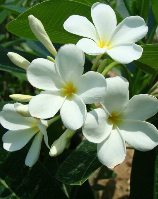 Plumeria-obtusa1