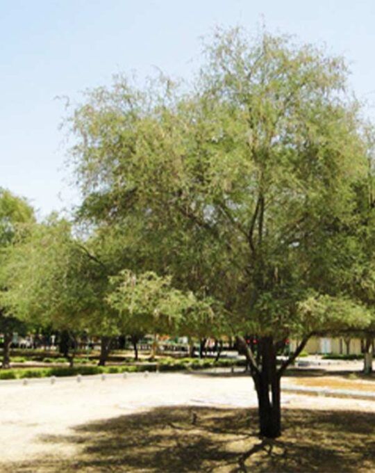 acacia-arabica1