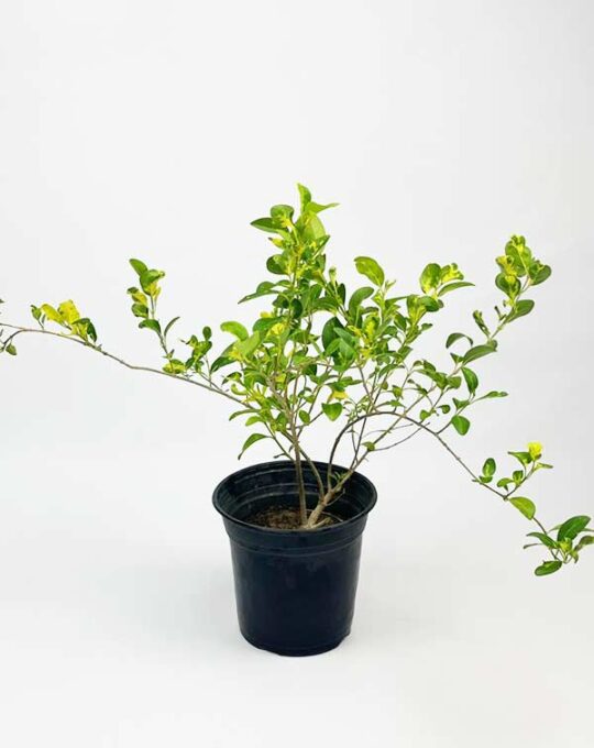 Clerodendrum-inerme-variegata