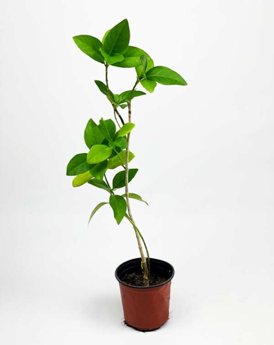 Pseuderanthemum-green1