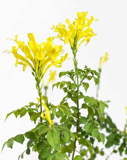 Tecomaria-capensis—Yellow