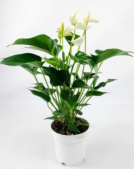 Anthurium-white1