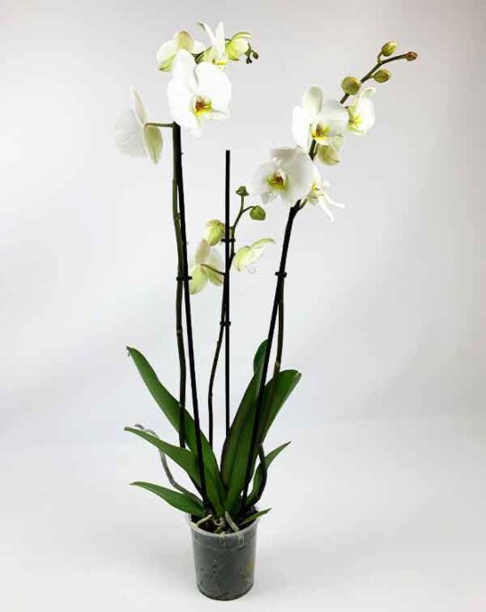 Phalaenopsis5