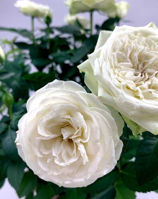Rosa-(white)1