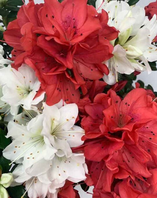Rhododendron9